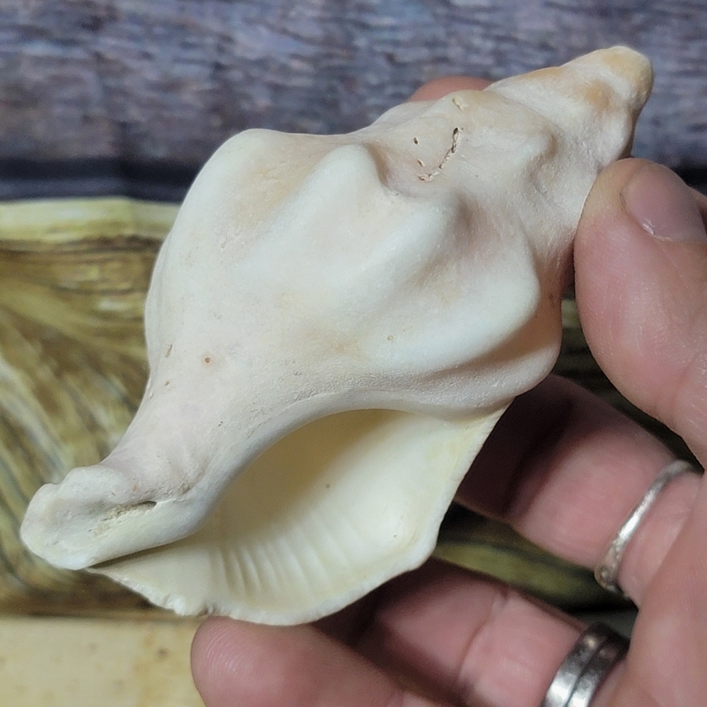 Beautiful Bumpy Seashell - Nautical Whimsical Decor